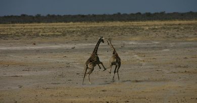 Fotoserie: de dieren van Zuidelijk Afrika